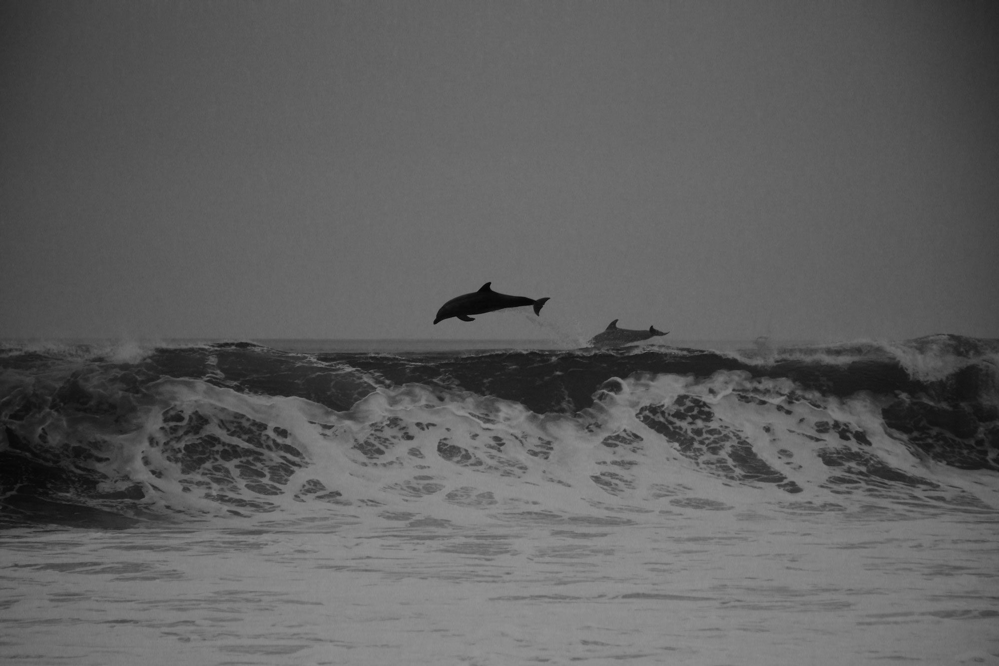 Dolphin